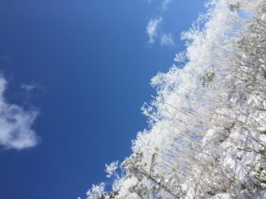 知床の樹氷